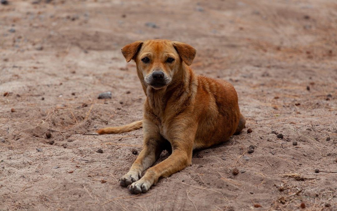 Melanie Gilbert, Street Mutts, Nicaragua