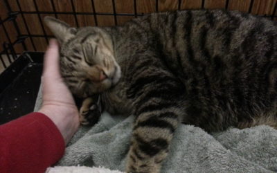 Stephanie Harris, Family Forever Animal Foundation, Apopka, Florida