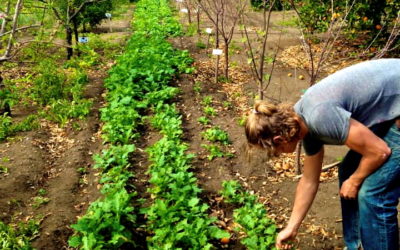 Belmont Pinger, Claremont Market Shares, Claremont, California
