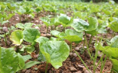 Ashley Busby, ArteSana Foundation, Peñas Blancas, Nicaragua