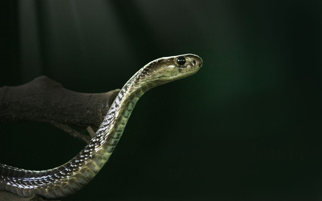 Murthy Kantimahanti, Community-based Conservation of King Cobras in the Eastern Ghats of South India, Visakhapatnam, Andhra Pradesh, India