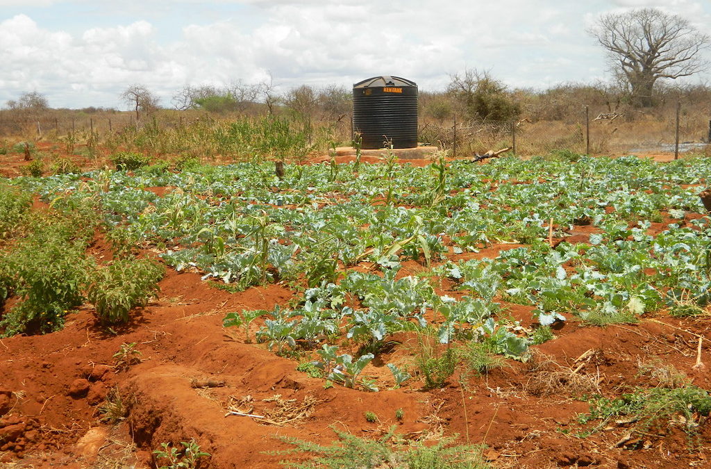 Lucy Kinya, Tangini School Garden Project, Taveta, Kenya