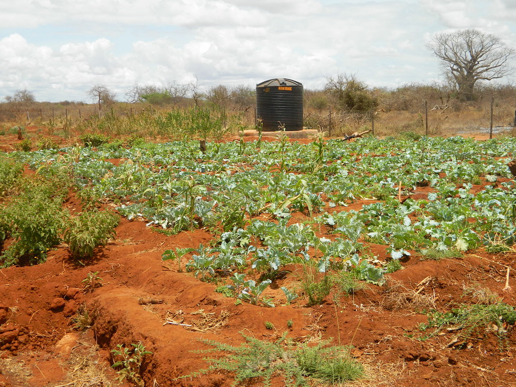Lucy Kinya, Tangini School Garden Project, Taveta, Kenya