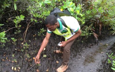 Limbi Tata, Mangroves For Tomorrow, Cameroon