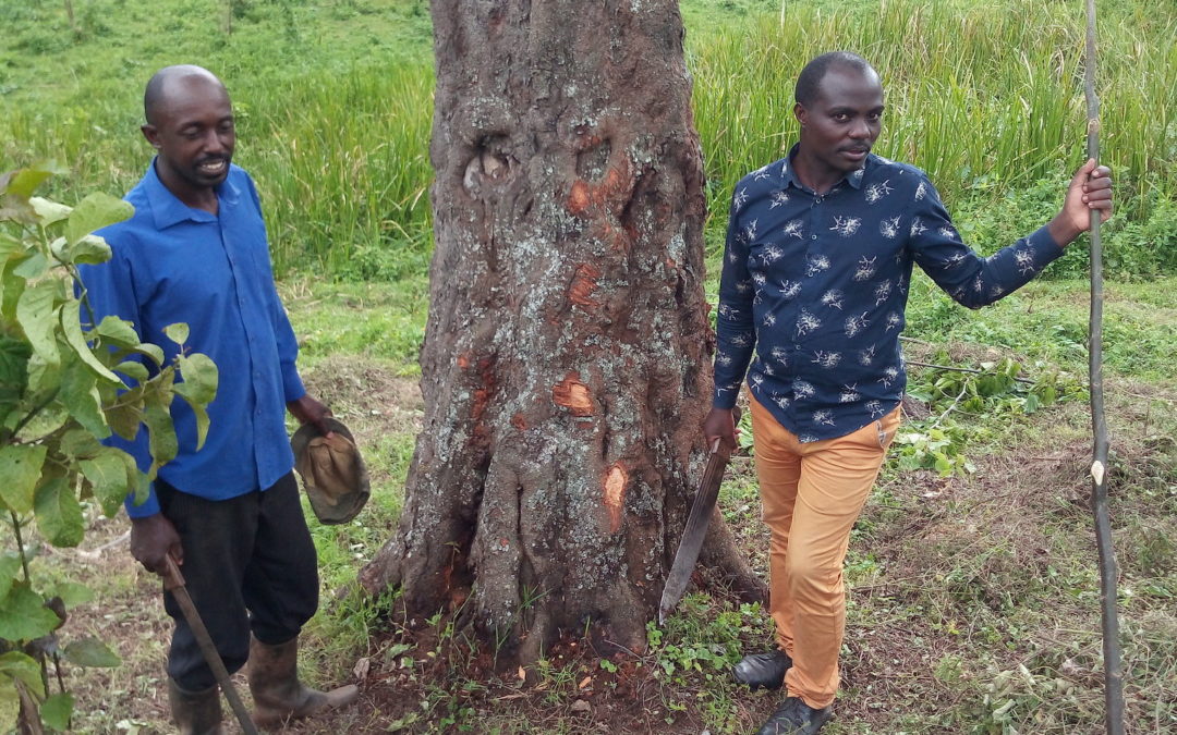 Individual Ideas Influence Widespread Aspirations