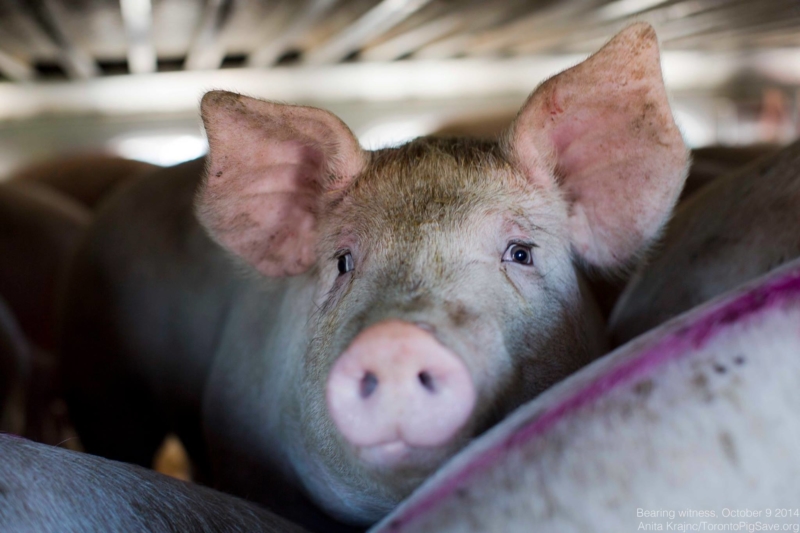 Animal Welfare in the time of COVID-19