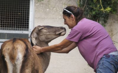 A Heart of Compassion: Donatella Gelli’s Wildlife Sanctuary Takes in Animals Abandoned Due to COVID-19