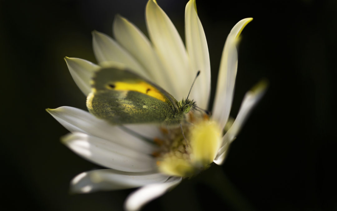 Lisa Gross, West York Borough Community Garden, York, PA, USA