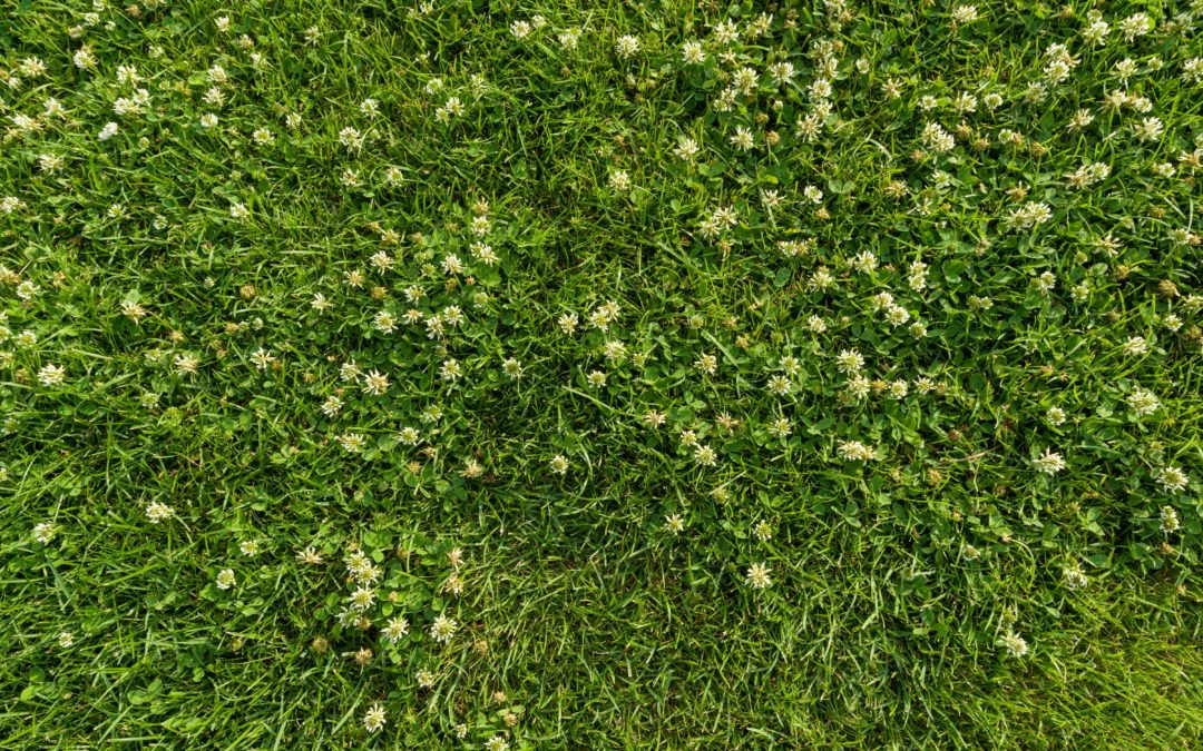 A Blade Of Grass Is The Journeywork Of The Stars