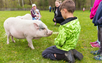 Pigs & Kids: Allie Gadziemski