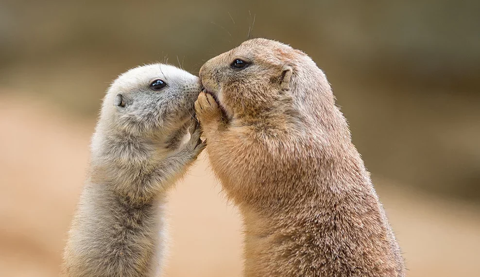 A Voice for the Voiceless Creates Space for Wildlife to Flourish