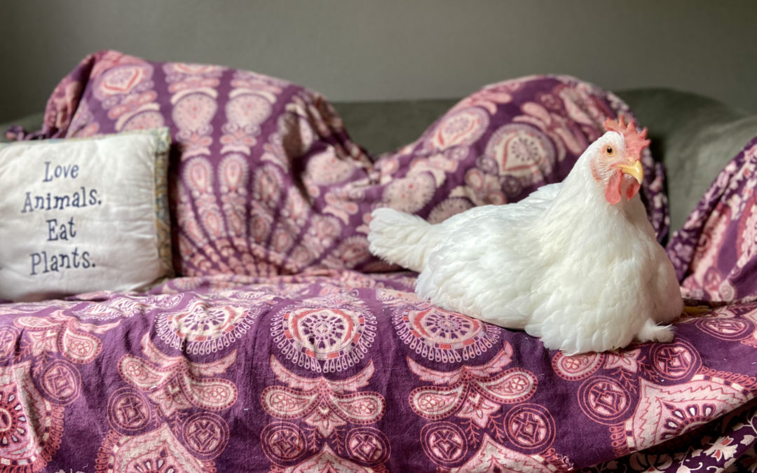 A New Story for a Forgotten Animal