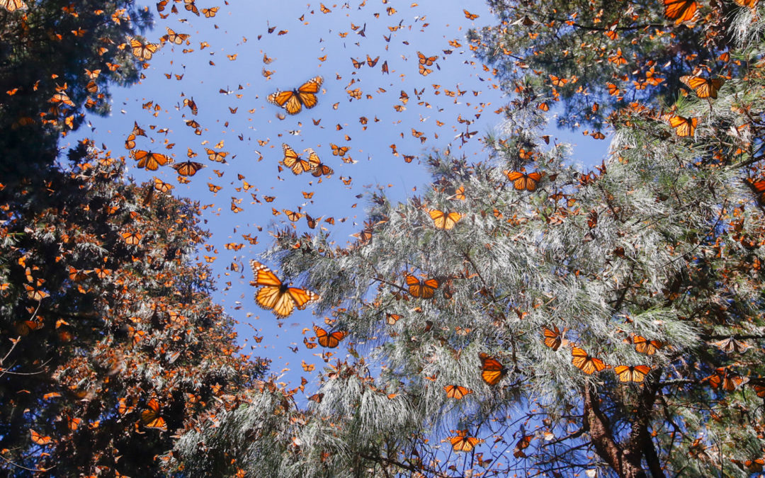 Hope Floats on the Wings of a Butterfly