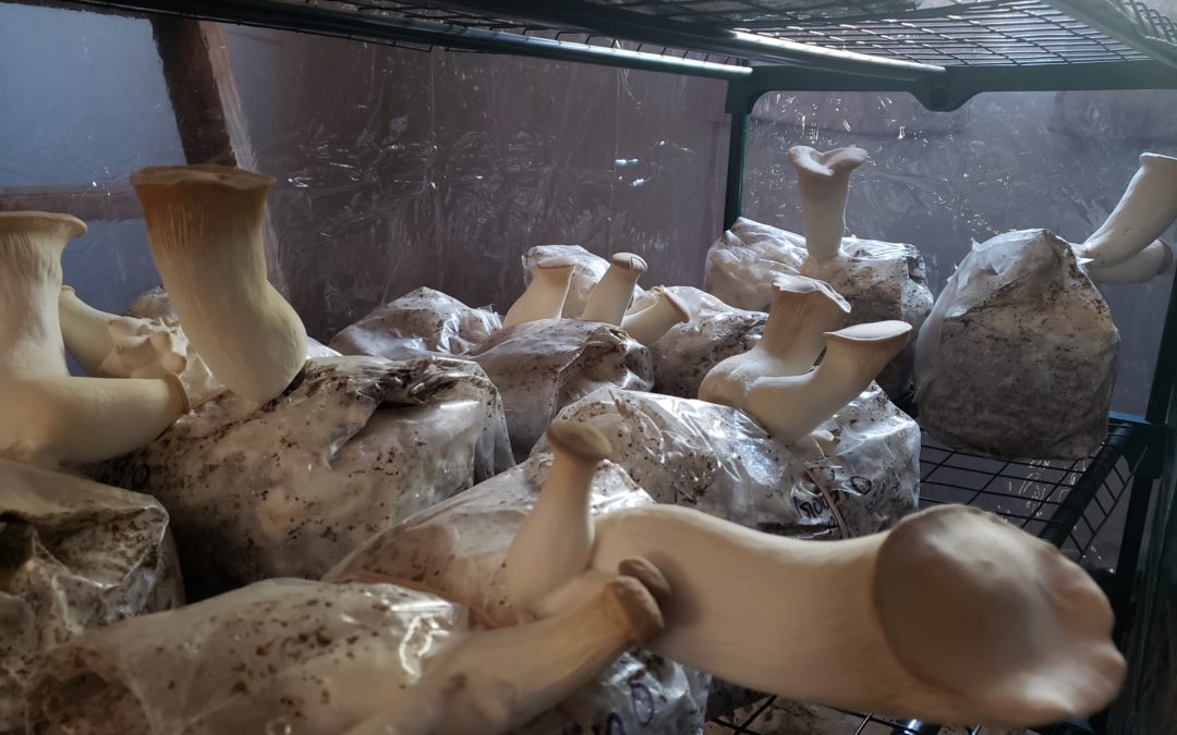 One Man Recycles Trash to Create Healthy Food and Feed a Town