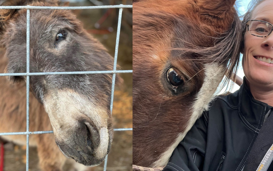 Tumbleweed Sanctuary: An Illustration of Love and Respect for All