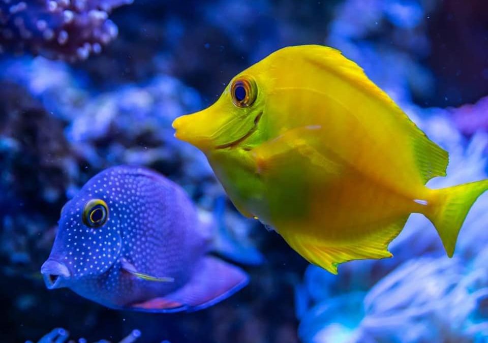 Dr. Camila Perussello’s New Book “Food for Thought” Offers Science-Based Advice on How We Can Do Better for Animals, Ourselves and Our Planet