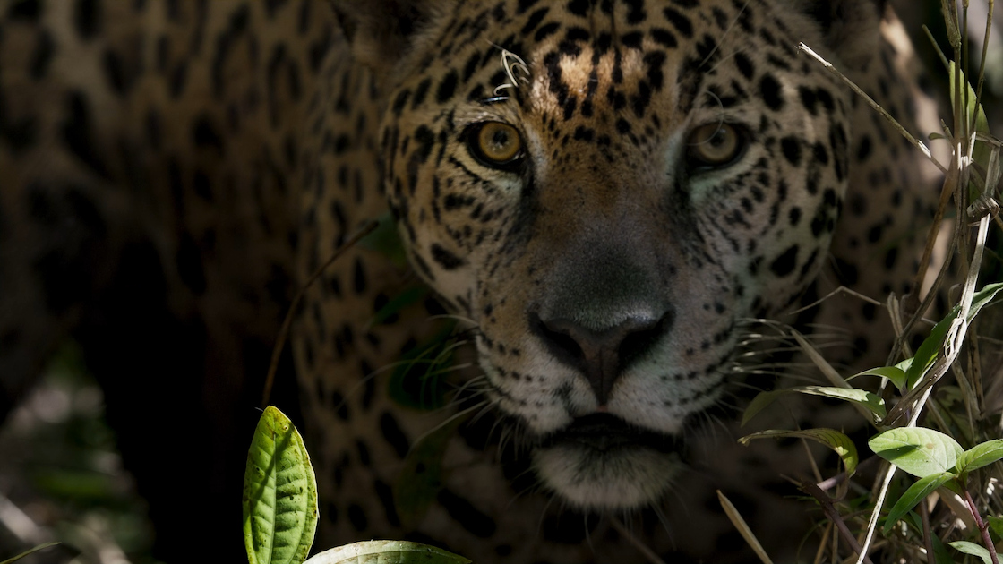 Jaguar