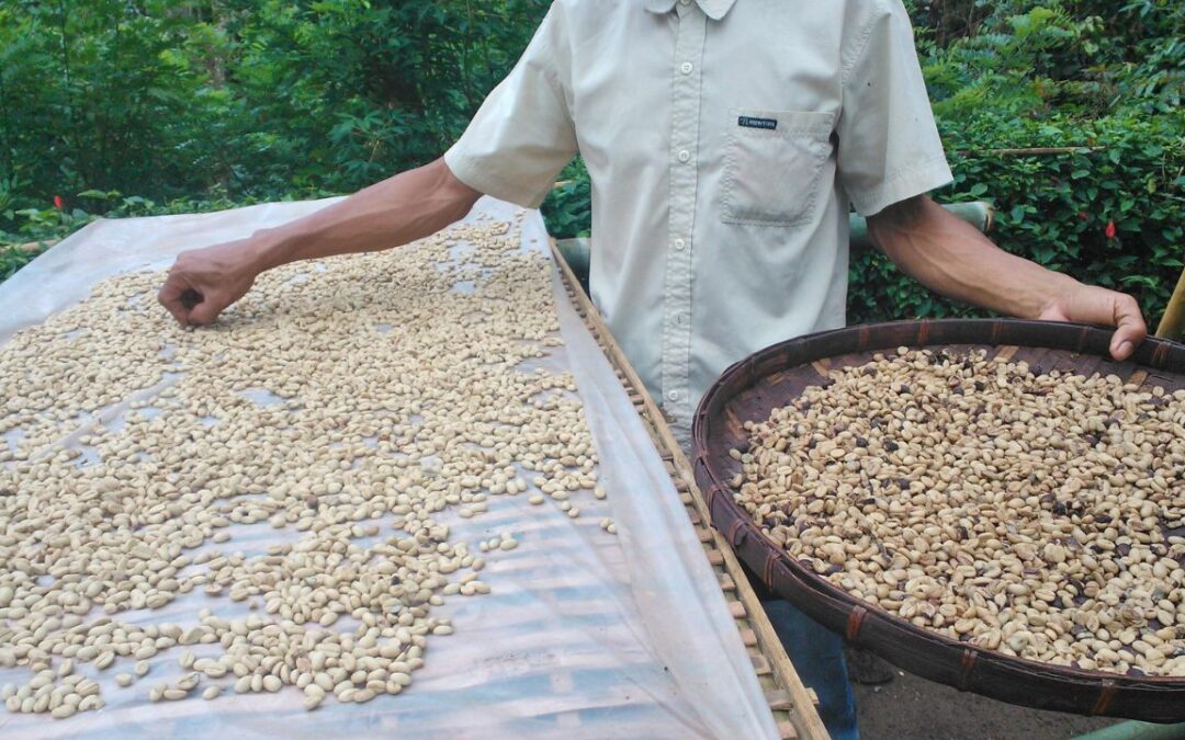 One Farmer, One Contract: Strengthening Coffee Communities in East Lombok