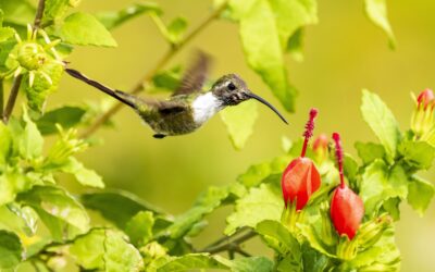 Wings of Hope: Protecting Hummingbirds Through Storytelling