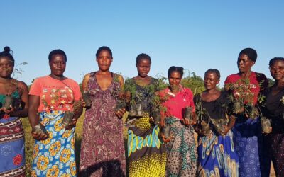 17,000 Trees for Chongwe: TPP for Native Forest