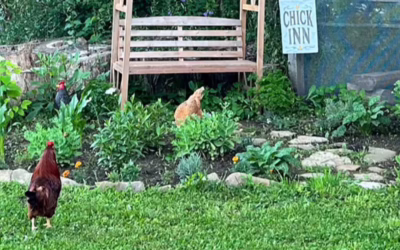 The Flock Speaks: A Seed Grant for Chicken Compassion