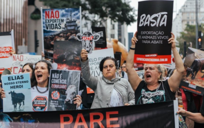 Brazil Mobilizes: A Nationwide Stand Against Live Animal Exports