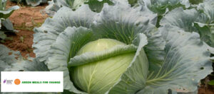 Cauliflower