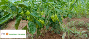vegetable garden